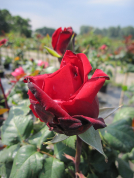 Edelrose Erotika® - Rosa Erotika® - dunkelrot - Duft +++ Tantau-Rose - ADR-Rose - bekommt gefüllte, dunkelrote Blüten mit einem würzigen, süßen, intensiven Duft. Der Wuchs ist besonders winterhart, buschig, aufrecht, kräftig und gesund.